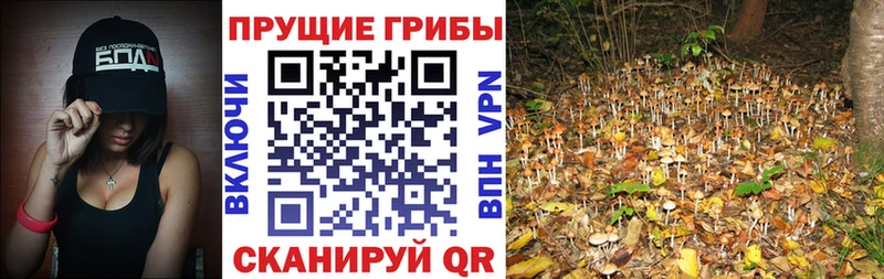 Псилоцибиновые грибы Cubensis  Купить закладки  Орлов 